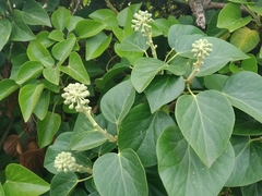 Hedera azorica