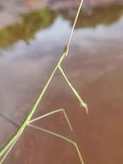 Schizocephala bicornis