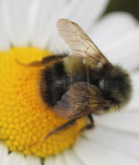 Bombus sitkensis