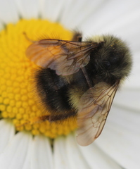 Bombus sitkensis
