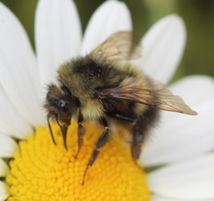Bombus sitkensis
