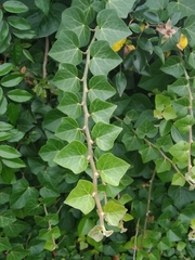 Hedera azorica