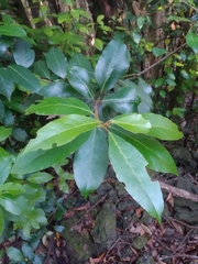 Laurus azorica
