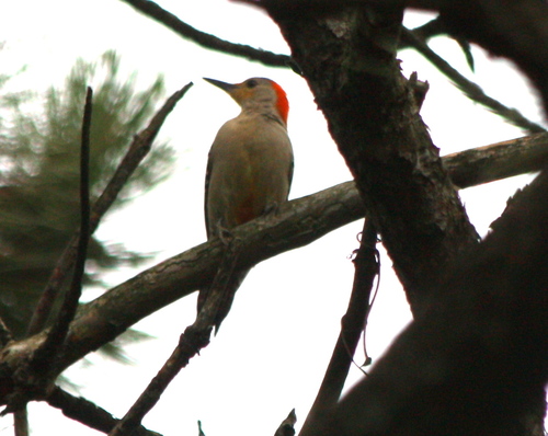 Melanerpes carolinus