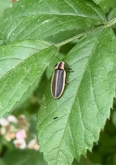 Pyractomena angulata