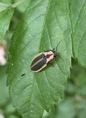 Pyractomena angulata