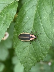 Pyractomena angulata