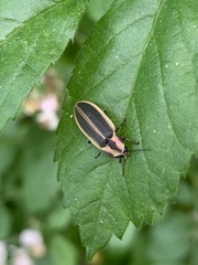 Pyractomena angulata