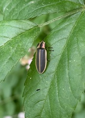 Pyractomena angulata