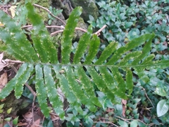 Polypodium macaronesicum azoricum
