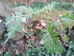 Polypodium macaronesicum azoricum