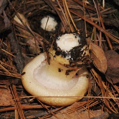 Hygrophorus flavodiscus