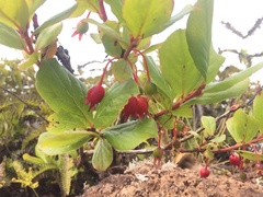 Vaccinium dentatum