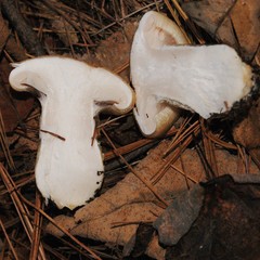 Hygrophorus flavodiscus
