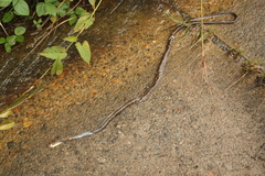 Chironius multiventris