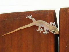 Hemidactylus persicus