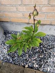 Lilium martagon