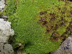 Trichostomum crispulum