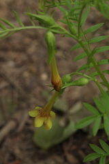 Polemonium pauciflorum