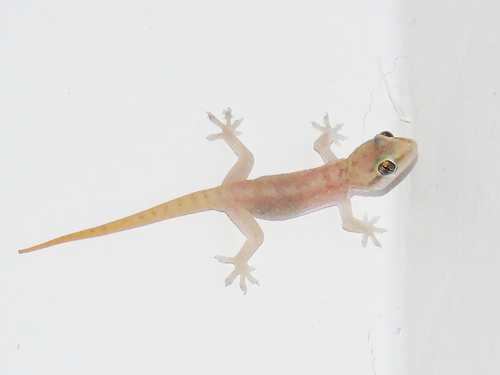 Persian gecko, Hemidactylus persicus