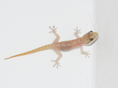Hemidactylus persicus