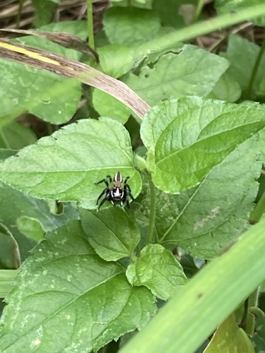 Jumping spiders photo 5
