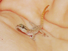 Hemidactylus persicus