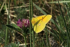 Colias myrmidone