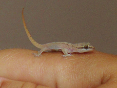 Hemidactylus persicus