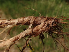 Phleum bertolonii