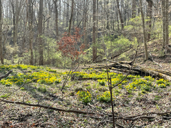 Caltha palustris