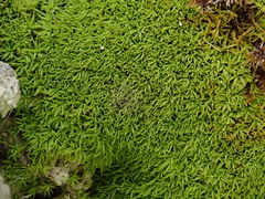 Trichostomum crispulum