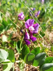 Lathyrus japonicus