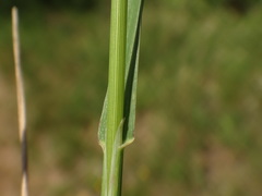 Phleum bertolonii