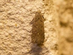 Anacampsis