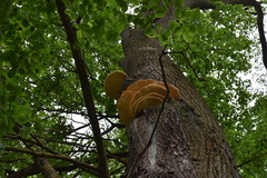 Laetiporus sulphureus