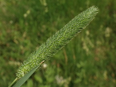 Phleum bertolonii