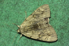 Catocala electa