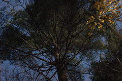 Hygrophorus flavodiscus