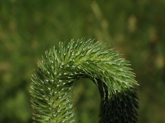 Phleum bertolonii
