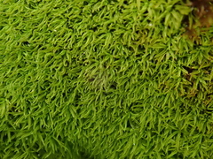 Trichostomum crispulum