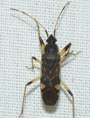 Dieuches armatipes