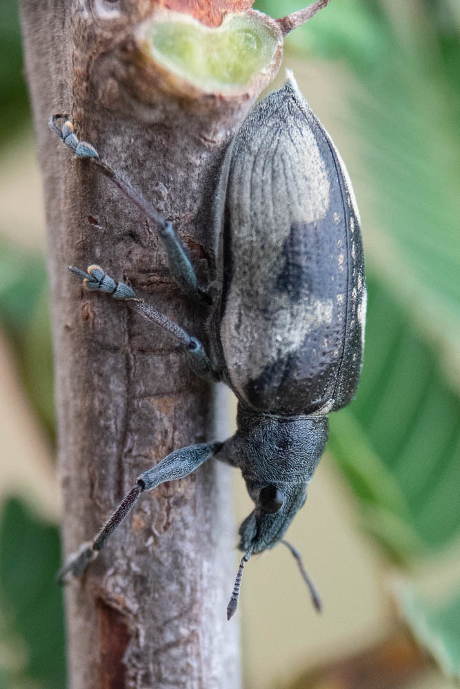 Polyclaeis africanus