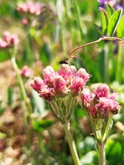 Antennaria dioica