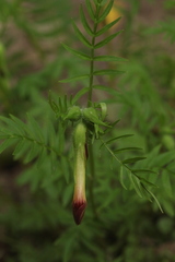 Polemonium pauciflorum