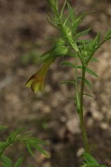 Polemonium pauciflorum