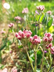 Antennaria dioica