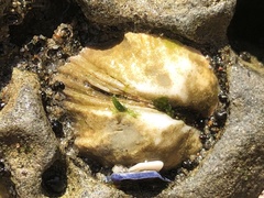 Petricola carditoides image