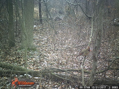Cardinalis cardinalis
