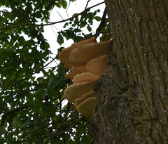 Laetiporus sulphureus